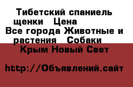 Тибетский спаниель щенки › Цена ­ 60 000 - Все города Животные и растения » Собаки   . Крым,Новый Свет